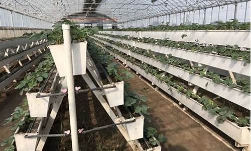 大棚草莓立体种植槽哪里有卖的(大棚草莓立体种植视频)_https://www.nalian8.com_创业板_第1张
