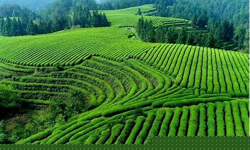 农村第一产业包括什么(农村第一第二第三产业)_https://www.nalian8.com_上交所_第1张