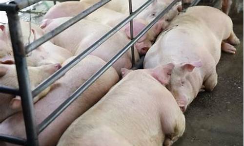 今年猪肉还会跌价吗(今年猪肉会不会便宜)_深交所_第1张_财经网 今年猪肉还会跌价吗(今年猪肉会不会便宜)_https://www.nalian8.com_深交所_第1张